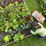 5 Raised Bed Vegetable Garden Layout Tips & Tricks