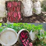 Method of Growing Sweet Potatoes on a Trellis at Home for High Yield