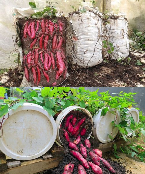 Method of Growing Sweet Potatoes on a Trellis at Home for High Yield