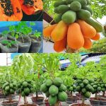 PAPAYE tips to give birth to a seedling without cost in a few days, papaya Check the comments 👇👇👇