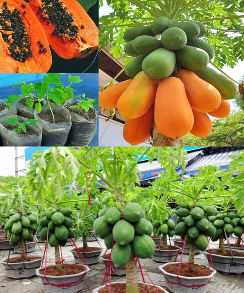 PAPAYE tips to give birth to a seedling without cost in a few days, papaya Check the comments 👇👇👇