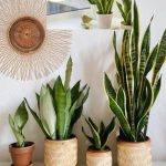 Instead of discarding them after breakfast, use them as fertilizer. Sansevieria produces new leaves