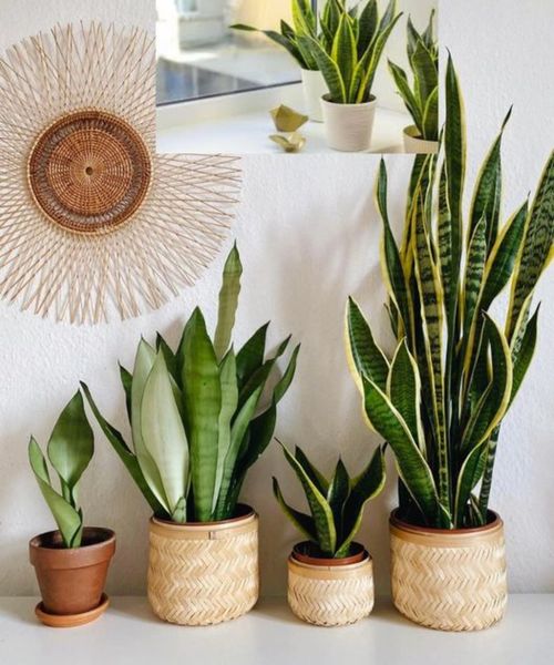 Instead of discarding them after breakfast, use them as fertilizer. Sansevieria produces new leaves