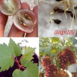 How to grow grapes from seeds (in containers)