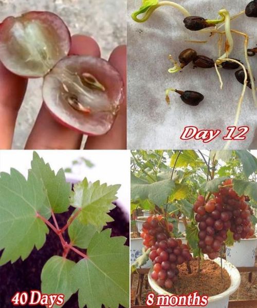 How to grow grapes from seeds (in containers)