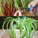 How to cure Phalangium, the “spider plant” that cleans the air in your home Spider Plant Essentials: