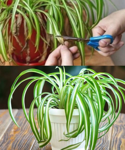 How to cure Phalangium, the “spider plant” that cleans the air in your home Spider Plant Essentials: