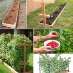 Cultivating Giant Raspberries in Raised Beds: Expert Tips for a Bountiful Harvest