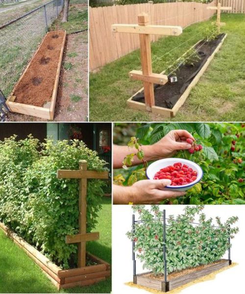 Cultivating Giant Raspberries in Raised Beds: Expert Tips for a Bountiful Harvest