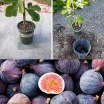 fig, how to get a free plant