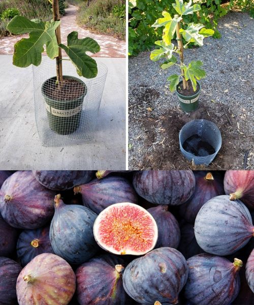 fig, how to get a free plant