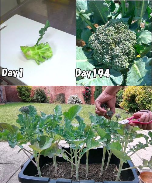 Amazing Trick: Get Endless Broccoli in Just 7 Days from Scraps! 🥦  💬👇