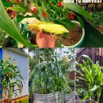 Easy tips to grow sweet corn in container from seed to harvest only 75days. 😱