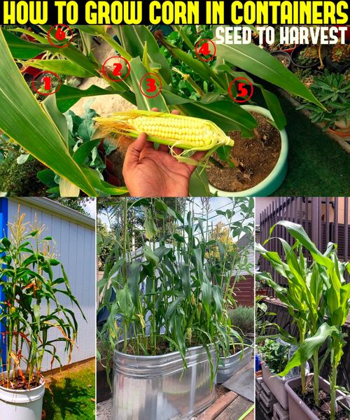 Easy tips to grow sweet corn in container from seed to harvest only 75days. 😱