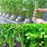 Unveiling the Trend: How to Grow Endless Celery in a Pot and Say Goodbye to Store-Bought!