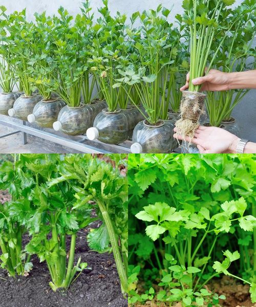 Unveiling the Trend: How to Grow Endless Celery in a Pot and Say Goodbye to Store-Bought!