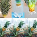 A Simple Guide to Growing Pineapples in Water at Home