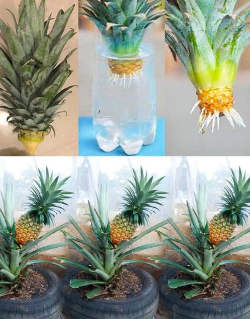 A Simple Guide to Growing Pineapples in Water at Home