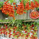 How To Grow Tomatoes On The Wall Simple High Yield Without A Garden