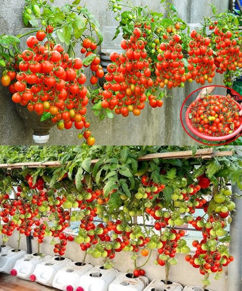 How To Grow Tomatoes On The Wall Simple High Yield Without A Garden