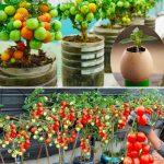 How To Grow Tomatoes In Plastic Bottles Easily And Productively For New Gardeners  😱