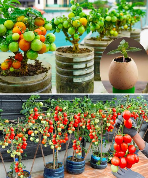 How To Grow Tomatoes In Plastic Bottles Easily And Productively For New Gardeners  😱