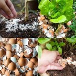 How to use Egg shells as fertilizer Eggshells can be a great source of calcium and other minerals for your plants, and they can also help to deter pests such as slugs and snails. Here’s how to use eggshells as fertilizer: