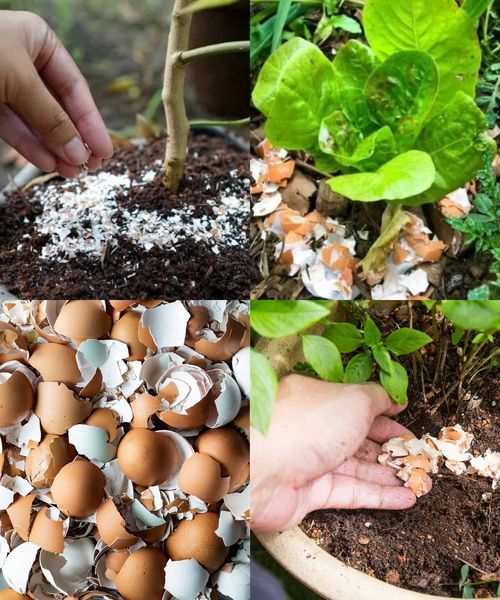 How to use Egg shells as fertilizer Eggshells can be a great source of calcium and other minerals for your plants, and they can also help to deter pests such as slugs and snails. Here’s how to use eggshells as fertilizer: