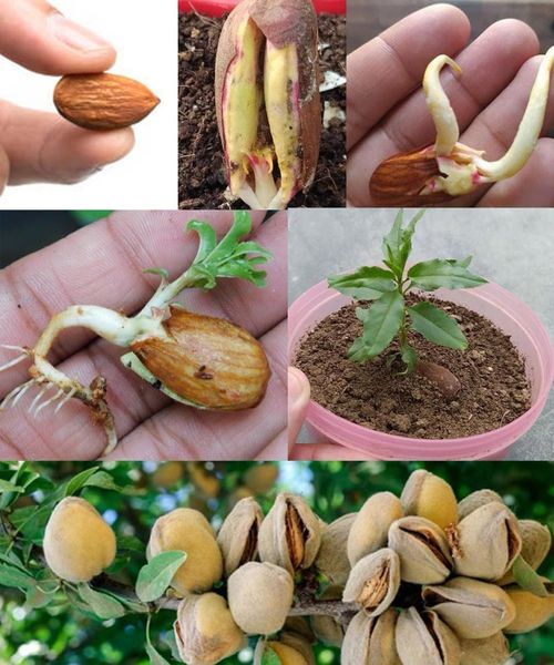 almond tree, like giving birth to a seedling from a seed