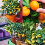 How to grow Mandarins in pots and their care