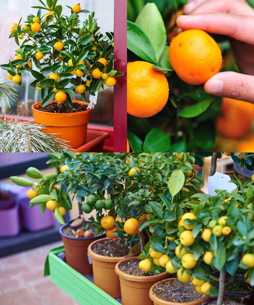 How to grow Mandarins in pots and their care