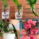 Never Worry About Reviving a Rootless Orchid Again with These Easy Steps