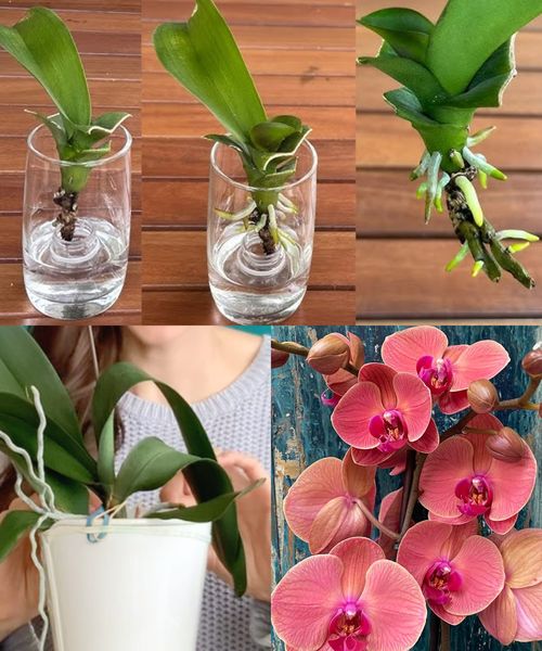 Never Worry About Reviving a Rootless Orchid Again with These Easy Steps