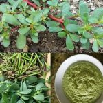 Most People Don’t Know How Important is This Plant: Purslane