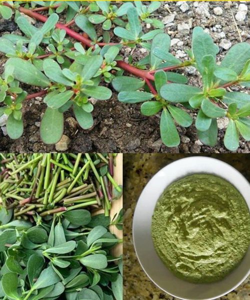 Most People Don’t Know How Important is This Plant: Purslane