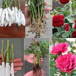 How to propagate roses very easily using toilet paper