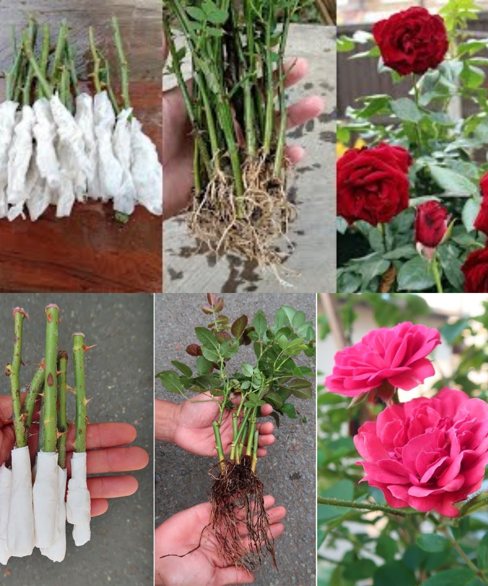 How to propagate roses very easily using toilet paper