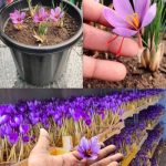 Growing Saffron in Containers at Home