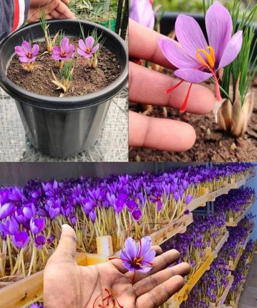 Growing Saffron in Containers at Home