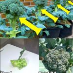 Amazing Trick: Get Endless Broccoli in Just 7 Days from Scraps! 🥦