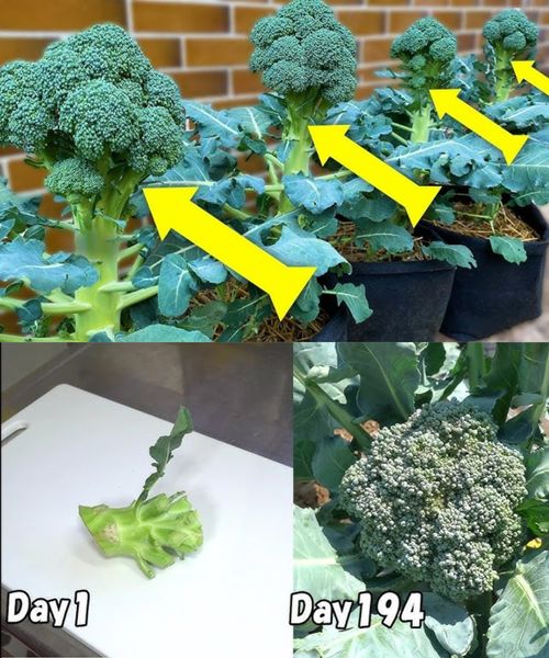 Amazing Trick: Get Endless Broccoli in Just 7 Days from Scraps! 🥦