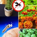 Natural defense against insects in the garden: 11 plants that ward off pests