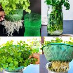 Growing Cilantro at Home in Water: A Step-by-Step Guide