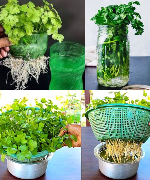 Growing Cilantro at Home in Water: A Step-by-Step Guide