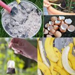 12 Homemade fertilizers for plants easy to find at home