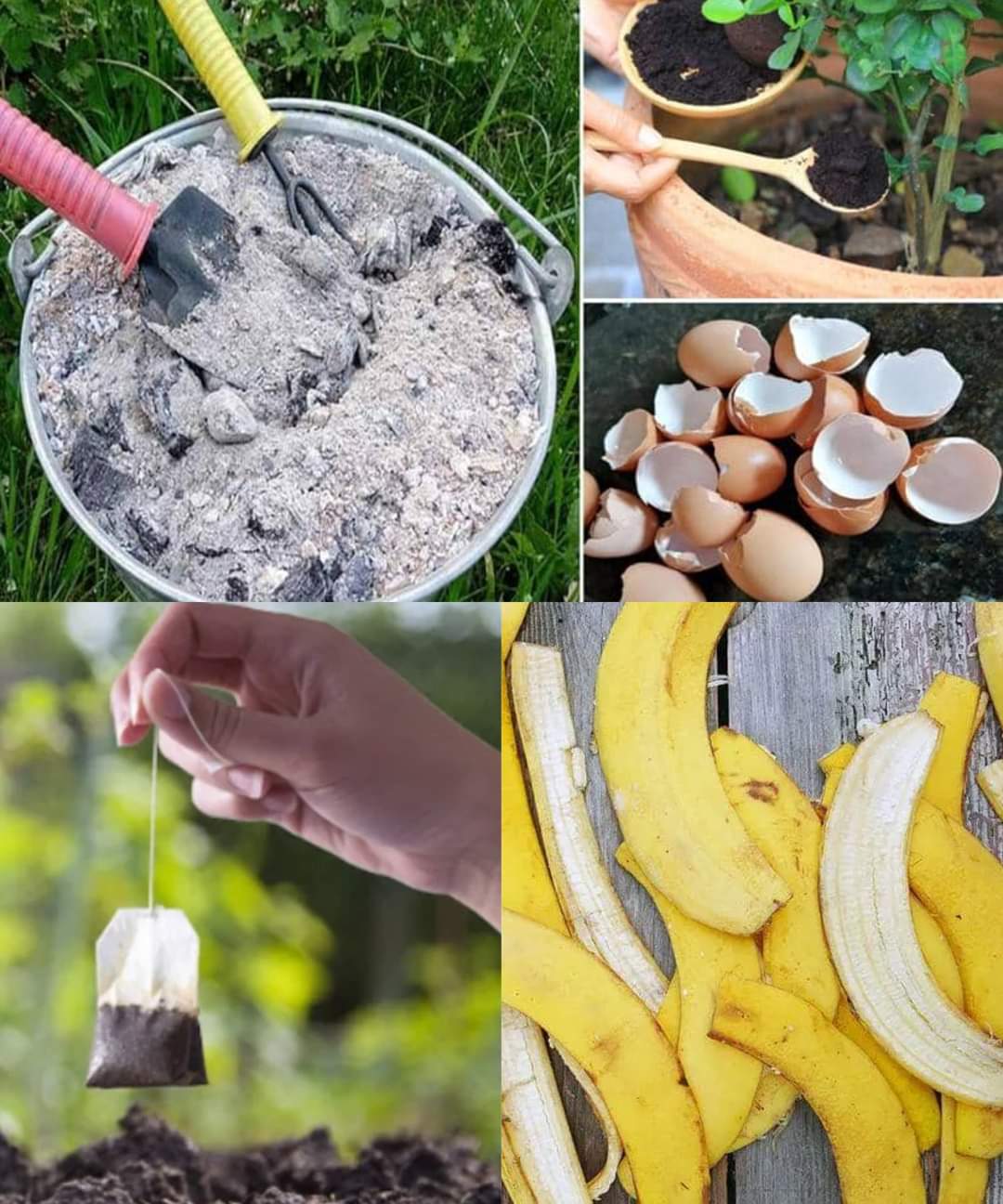 12 Homemade fertilizers for plants easy to find at home