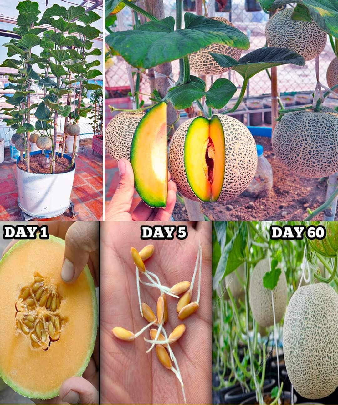 How to Grow Melon in Container Using Kitchen Waste 😍 😱 Materials Needed: