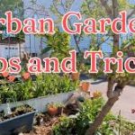 Urban Gardening Tips and Tricks for Small Spaces | No-Dig Permaculture Garden