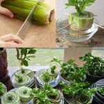 How to Regrow Celery at Home from Scraps – No Garden Needed