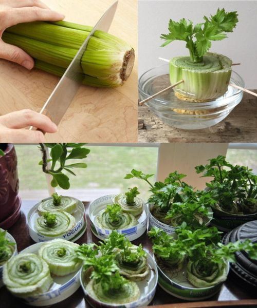 How to Regrow Celery at Home from Scraps – No Garden Needed